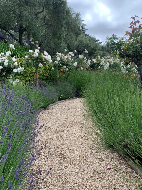 Lavender garden walk